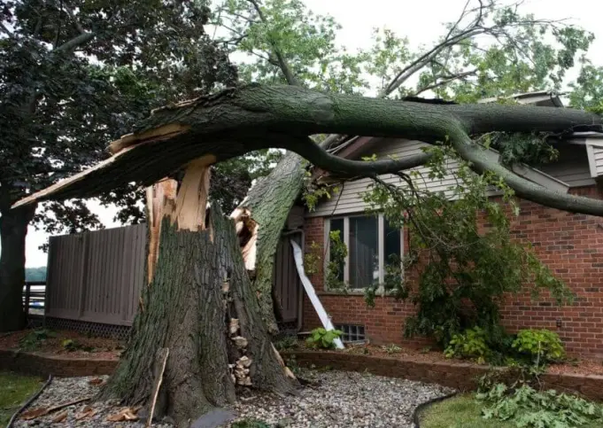 Lexington ky tree removal dangerous tree removal lexington