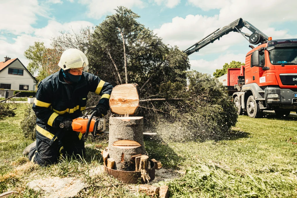 lexington tree removal