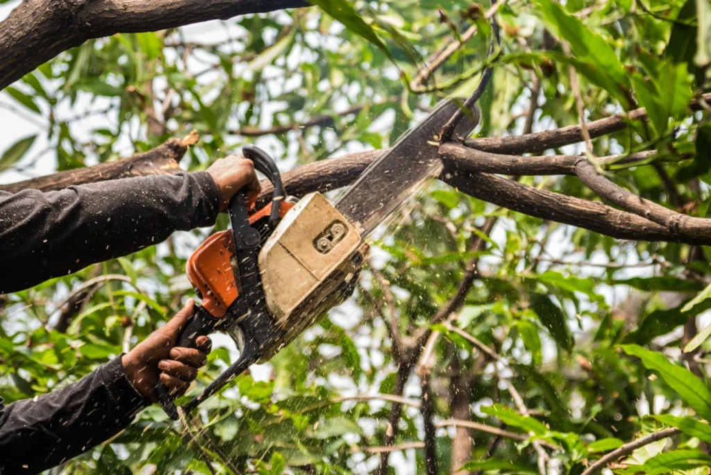 lexington ky tree trimming services tree trimming in lexington ky