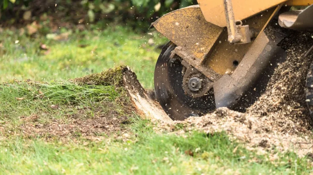 lexington stump grinding