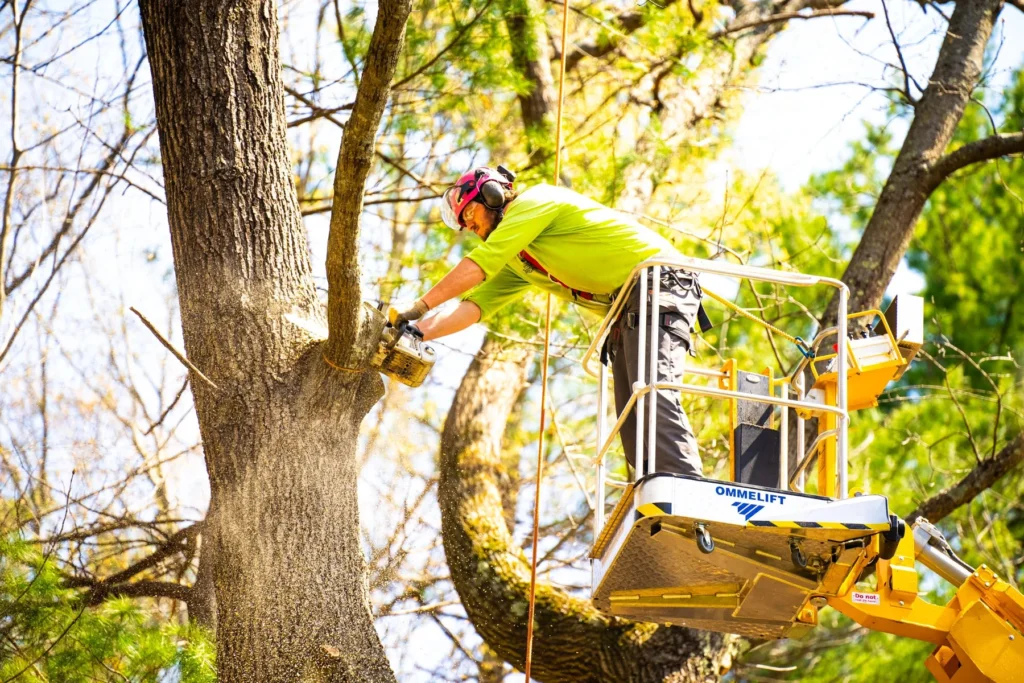 tree trimming in lexington ky tree trimming