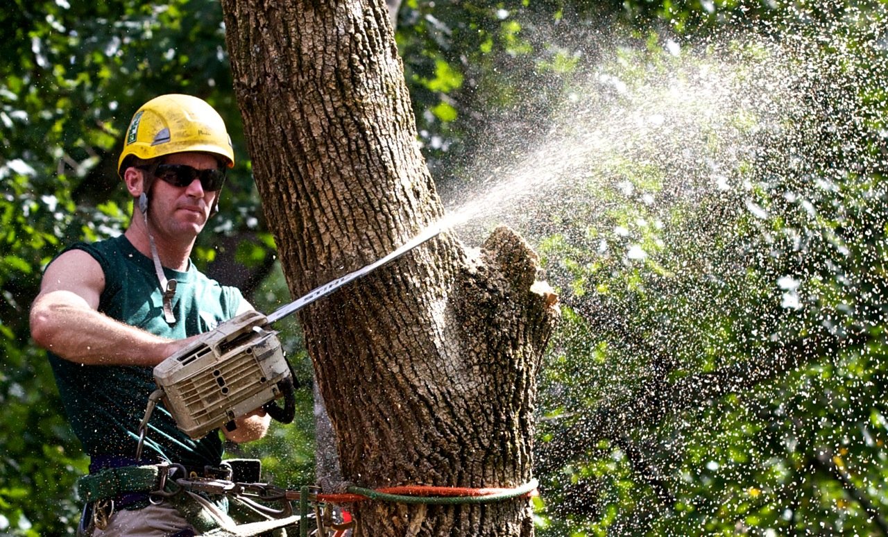 lexington ky tree removal